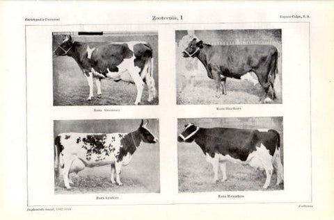 LAMINA V47434: Razas de vacas