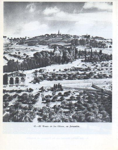 LAMINA V47868: Monte de los Olivos, Jerusalen