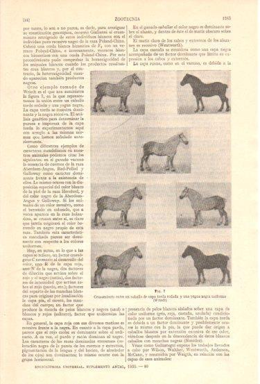 LAMINA V48008: Cruzamiento entre un caballo y una yegua