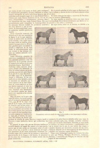 LAMINA V48008: Cruzamiento entre un caballo y una yegua
