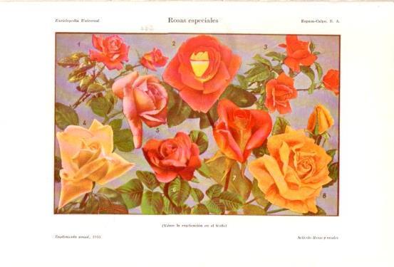 LAMINA V48005: Rosas especiales