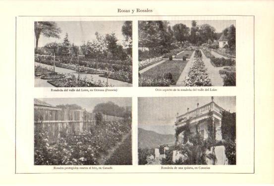 LAMINA V47999: Rosas y rosales en Francia, Canada y Canarias