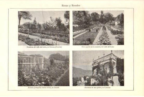 LAMINA V47999: Rosas y rosales en Francia, Canada y Canarias