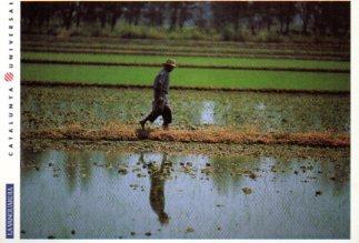 POSTAL PV12771: Catalunya Universal. Campo de Arroz en el Delta de l'Ebre num 2/20