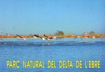 POSTAL PV12654: Flamencos en Parc Natural del Delta de l'Ebre