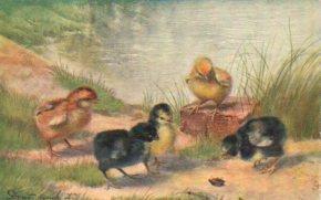 POSTAL PV12303: Chicks and Ducklings postcartd 9175