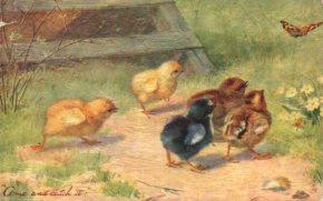 POSTAL PV12304: Chicks and Ducklings postcartd 9175