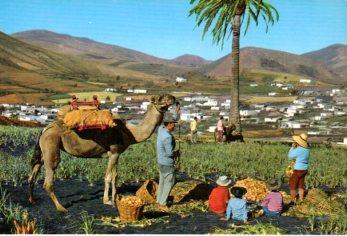 POSTAL PV12614: Valle de Yaiza, Lanzarote