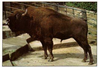 POSTAL PV12535: Bisonte Europeo en Zoologico de Santillana del Mar