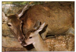 POSTAL PV12536: Cierva con cria en Zoologico de Santillana del Mar