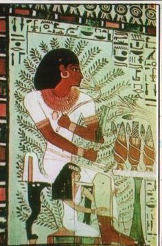 POSTAL PV13147: Egypt. Luxor. Tomb of Sennefer