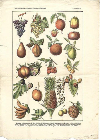 LAMINA 38791:Frutas