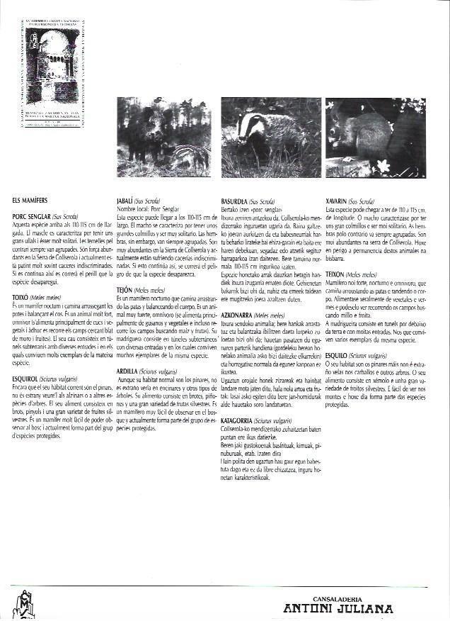 LAMINA 38776: Los mamiferos: jabali, tejon y ardilla