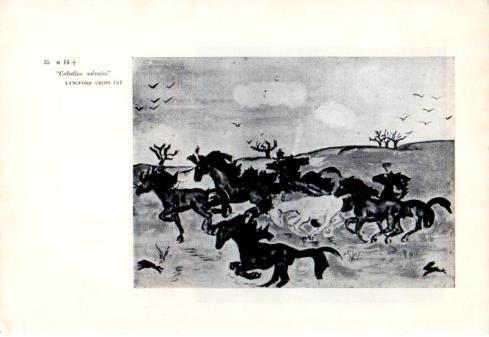 LAMINA V48805: Caballos Salvajes por Langford Grove School
