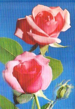 POSTAL PV13164: Dos rosas. Postal tridimensional