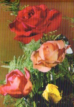 POSTAL PV13166: Cuatro rosas. Postal tridimensional