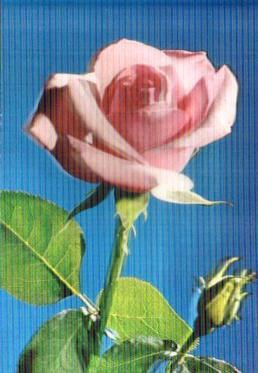 POSTAL PV13167: Una rosa.  Postal tridimensional