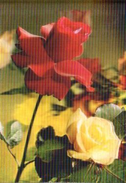 POSTAL PV13168: Una rosa amarill y otra roja. Postal tridimensional