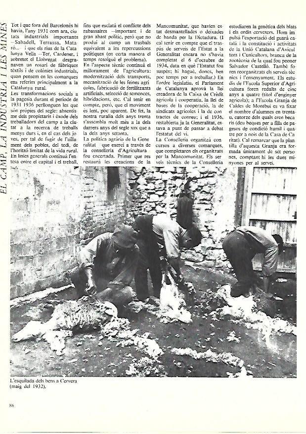 LAMINA 38885: Esquilada de ovejas en Cervera. 1932