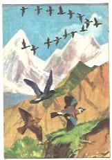 CROMO 2784: Numero 39, la migracion de las aves
