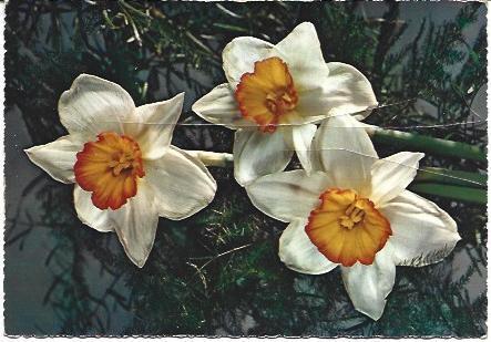 POSTAL A6526: Flores