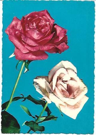 POSTAL A6528: Rosas