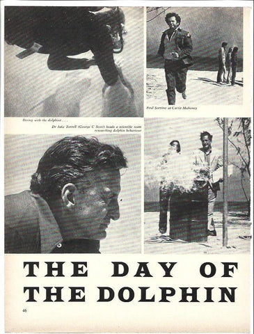 LAMINA 39553: The day of the dolphin