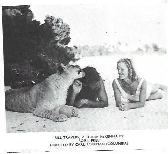 LAMINA 40254: Bill Travers en Born Free