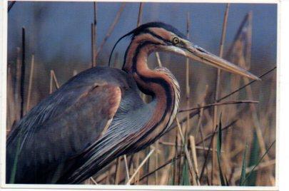 POSTAL PV13269: Agro Roig. Parc Natural del Delta de l'Ebre