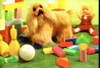 POSTAL PV13204: Perro Puppy. PK-69