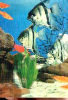 POSTAL PV13203: Pescado Angel. PK-35