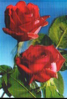 POSTAL PV13199: Dos rosas rojas. R-111