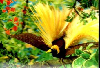 POSTAL PV13198: Un pajaro del Paraiso