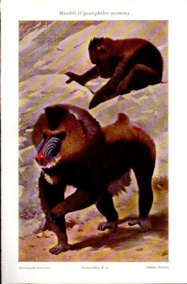 LAMINA V49964: Mandril o Cynocephalus mormon
