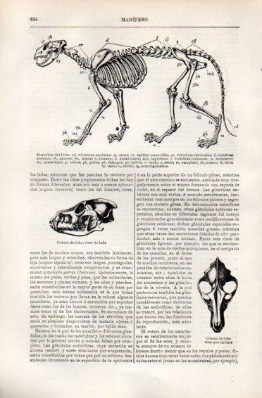 LAMINA V49939: Esqueleto de un leon