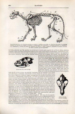 LAMINA V49939: Esqueleto de un leon