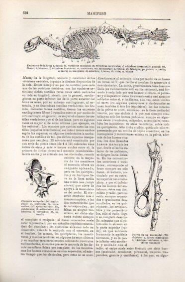 LAMINA V49938: Esqueleto de la foca