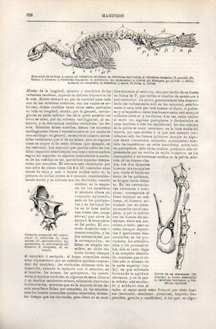 LAMINA V49938: Esqueleto de la foca