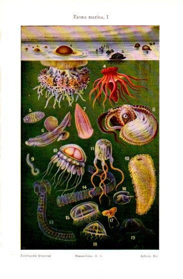 LAMINA V50087: Fauna marina I