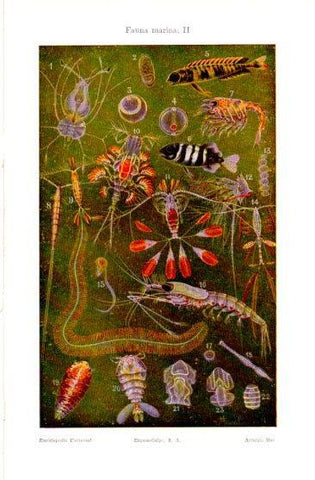 LAMINA V50086: Fauna marina II
