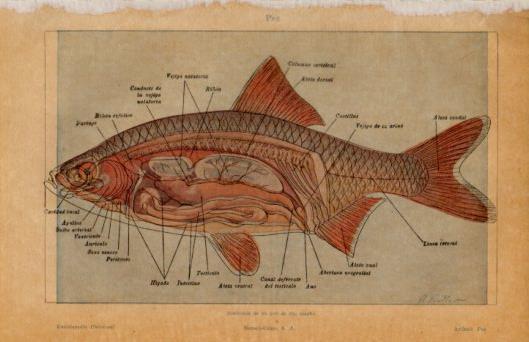 LAMINA V50114: Anatomia de un pez de rio macho
