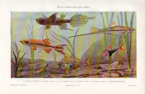LAMINA V50112: Peces vistosos de agua dulce