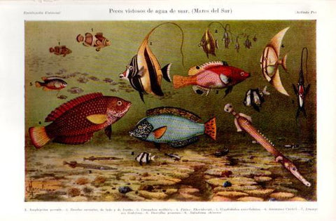 LAMINA V49732: Peces vistosos de agua de mar, Mares del Sur