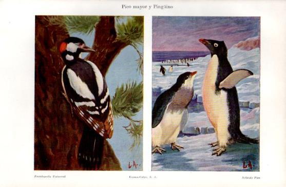 LAMINA V49714: Pico mayor y Pingüino 
