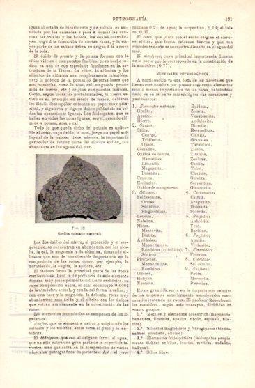 LAMINA V49676: Pisolita