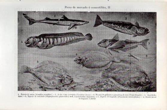 LAMINA V49698: Peces de mercado o comestibles II