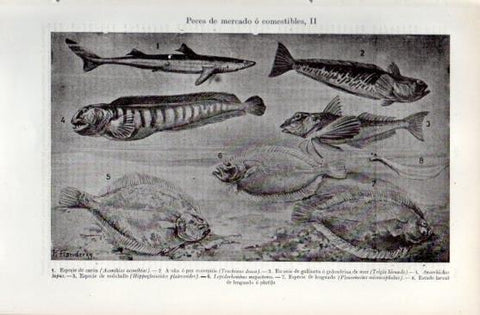 LAMINA V49698: Peces de mercado o comestibles II