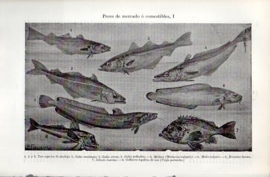 LAMINA V49697: Peces de mercado o comestibles I