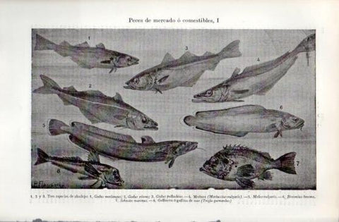 LAMINA V49697: Peces de mercado o comestibles I
