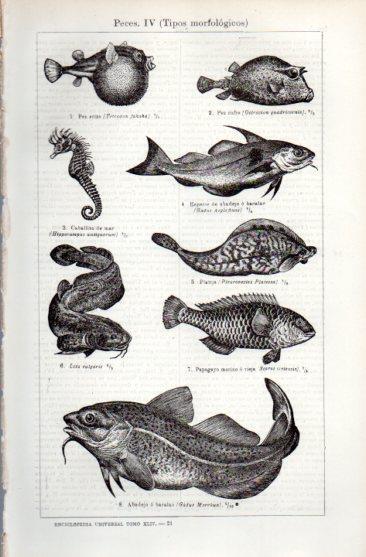 LAMINA V49696: Tipos morfologicos de peces IV